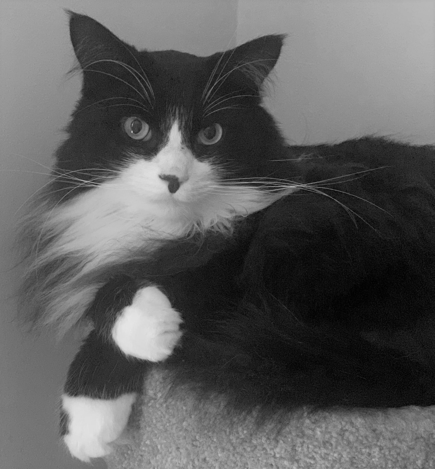 Gus the black and white cat xy-plane
