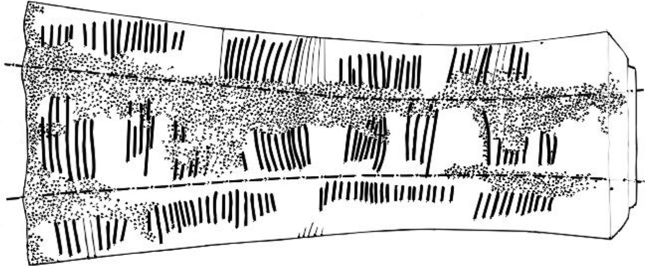 Figure 1.1: Markings on the Ishango Bone